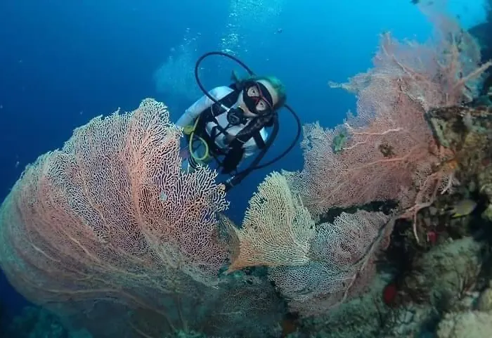 Menjangan Sari ゲストハウス バニュウェダン